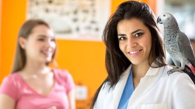 Auxiliar de Veterinária de Animais Exóticos